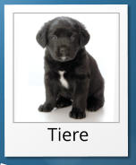 Tiere