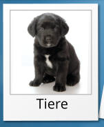 Tiere