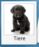 Tiere
