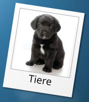Tiere